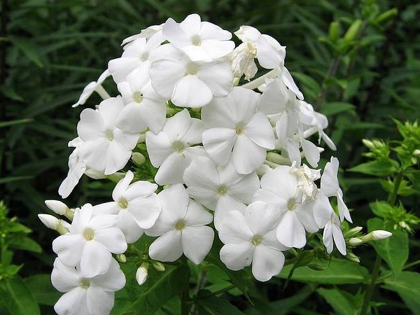 FLORE MANIA DECORATION